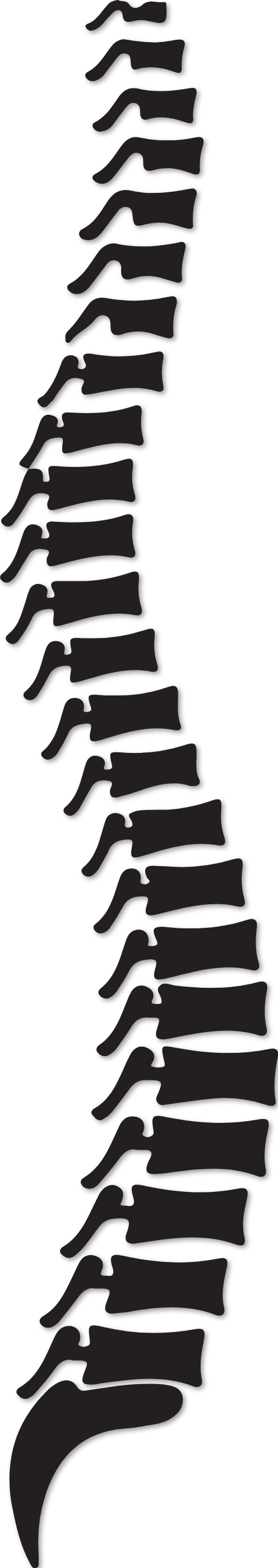 Colonne vertébrale homme